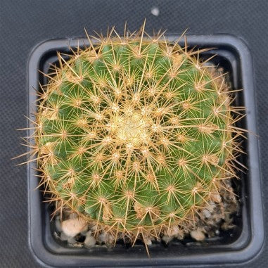 Mammillaria ginsa-maru