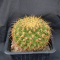 Mammillaria ginsa-maru
