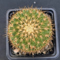 Mammillaria ginsa-maru