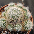 Mammillaria glassii