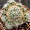 Mammillaria glassii