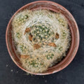 Mammillaria glassii
