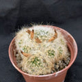 Mammillaria glassii