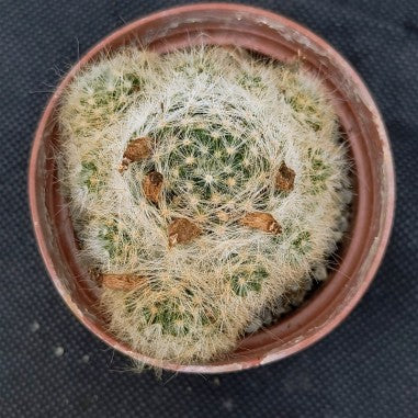 Mammillaria glassii