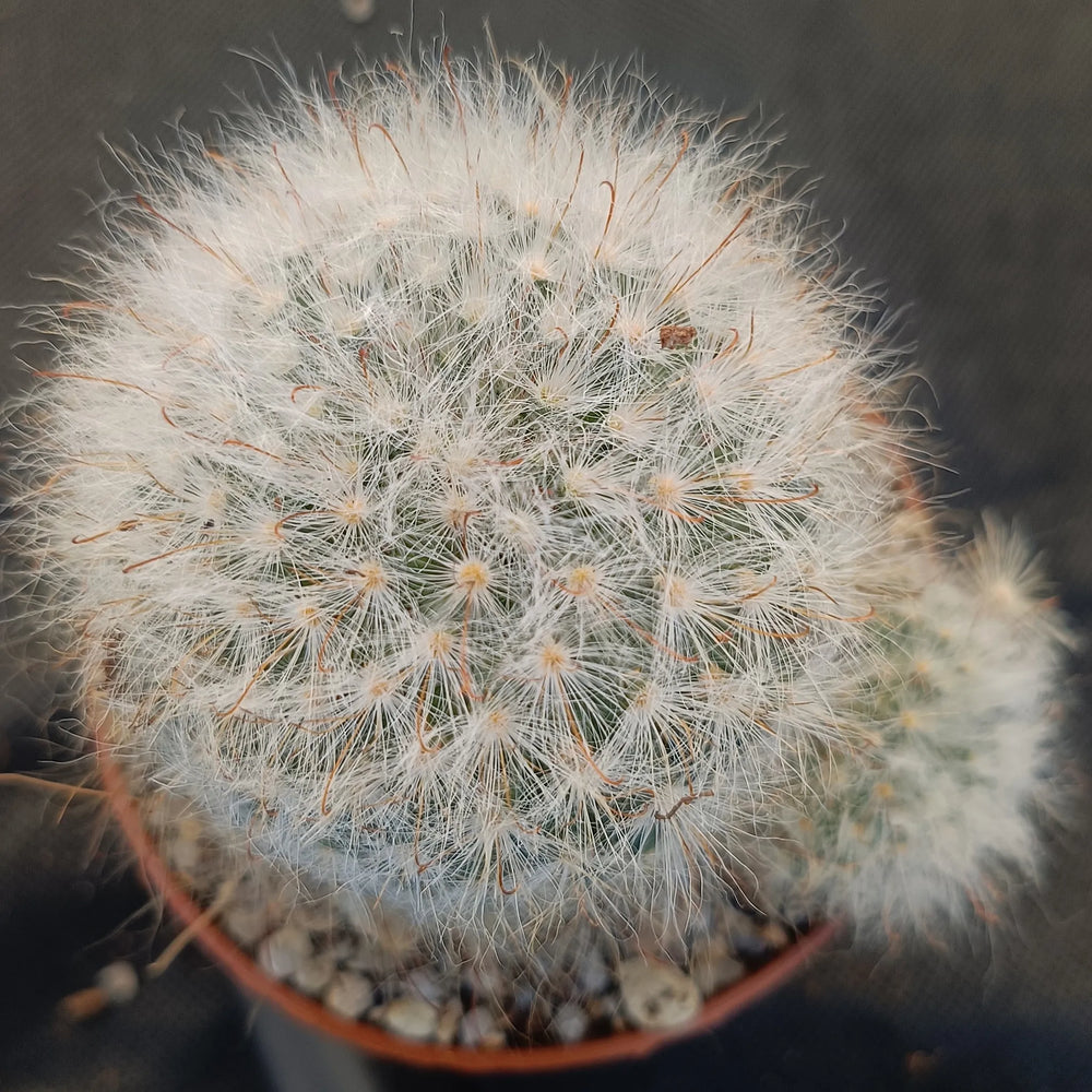 Mammillaria guelzowiana