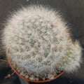 Mammillaria guelzowiana