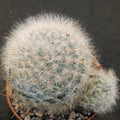 Mammillaria guelzowiana