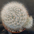Mammillaria guelzowiana