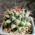 Mammillaria heyderi var applanata