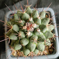 Mammillaria heyderi var applanata