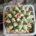 Mammillaria heyderi var applanata