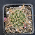 Mammillaria insularis