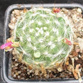 Mammillaria insularis