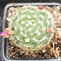 Mammillaria insularis