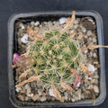 Mammillaria insularis