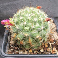 Mammillaria insularis