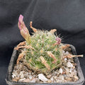 Mammillaria insularis