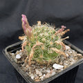 Mammillaria insularis