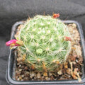 Mammillaria insularis
