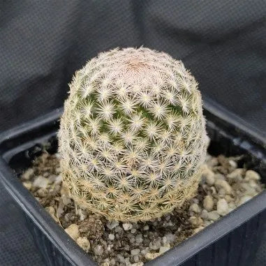 Mammillaria lasiacantha var denudata