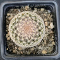 Mammillaria lasiacantha var denudata