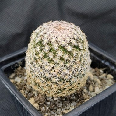 Mammillaria lasiacantha var denudata