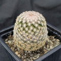 Mammillaria lasiacantha var denudata