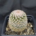 Mammillaria lasiacantha var denudata