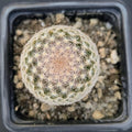 Mammillaria lasiacantha var denudata