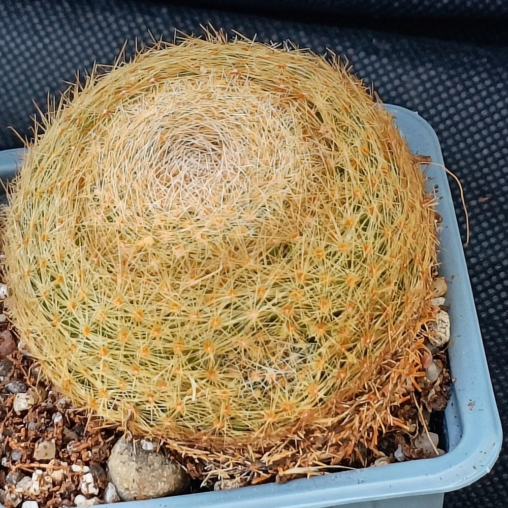 Mammillaria lenta