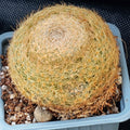 Mammillaria lenta