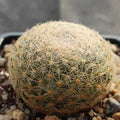 Mammillaria lenta