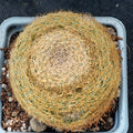 Mammillaria lenta