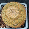 Mammillaria lenta