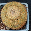 Mammillaria lenta