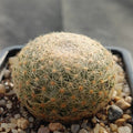 Mammillaria lenta