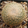 Mammillaria lenta