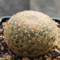 Mammillaria lenta