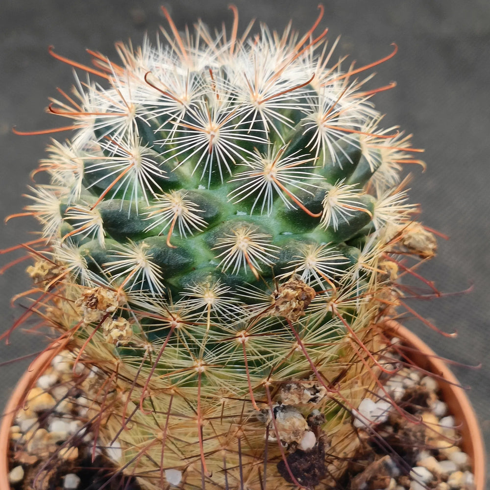 Mammillaria longiflora
