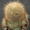 Mammillaria machucae - manana