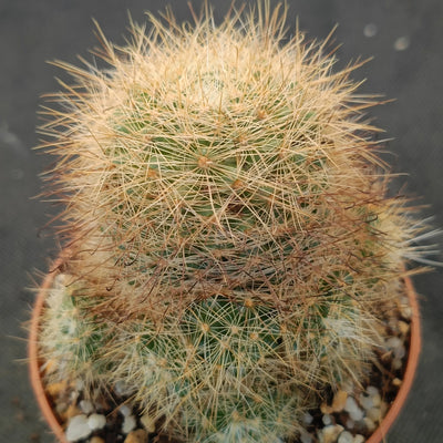 Mammillaria machucae - manana