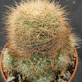 Mammillaria machucae - manana