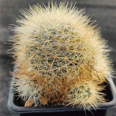Mammillaria machucae - morgen