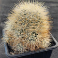Mammillaria machucae - manana