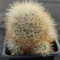 Mammillaria machucae - manana
