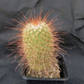 Mammillaria  magnifica
