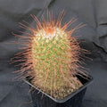 Mammillaria  magnifica