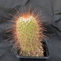 Mammillaria  magnifica