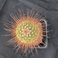 Mammillaria  magnifica