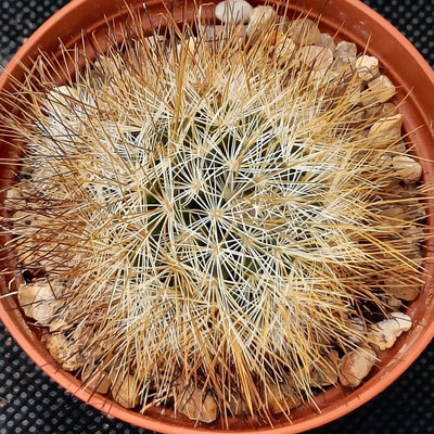 Mammillaria marcosii